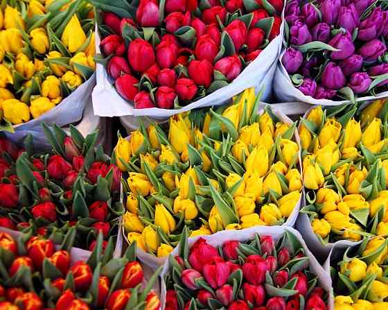 Цветы: Тюльпаны, Цинерария, Гиацинт. Донецк