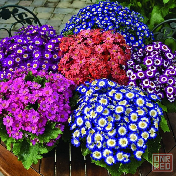 Цветы: Тюльпаны, Цинерария, Гиацинт. Донецк - изображение 3