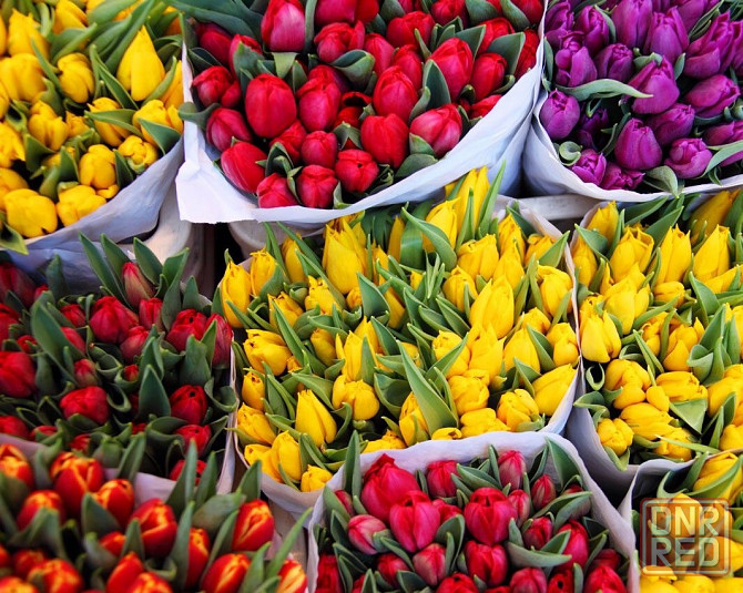 Цветы: Тюльпаны, Цинерария, Гиацинт. Донецк - изображение 1