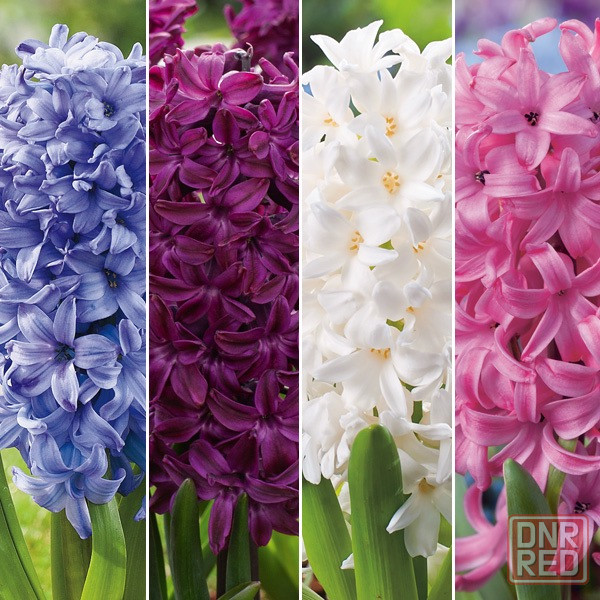 Цветы: Тюльпаны, Цинерария, Гиацинт. Донецк - изображение 2