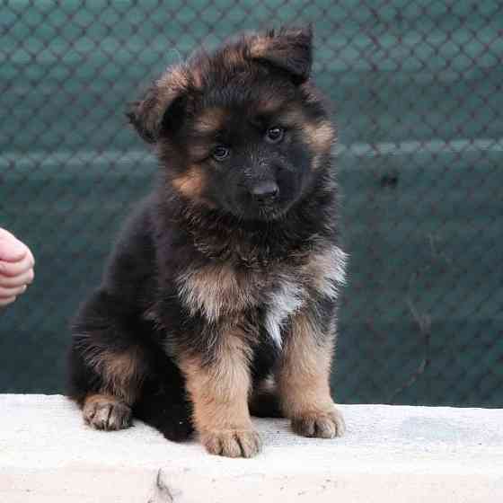 Щенки немецкой овчарки с документами Донецк