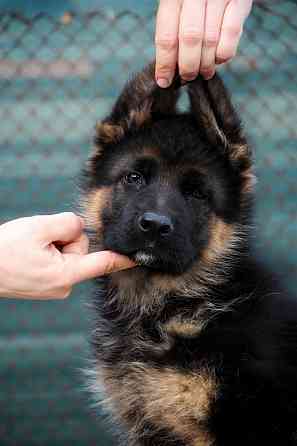 Щенки немецкой овчарки с документами Донецк