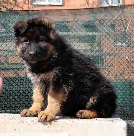 Щенки немецкой овчарки с документами Донецк