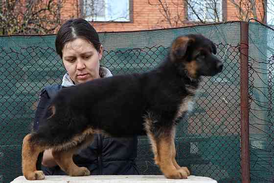 Щенки немецкой овчарки с документами Донецк
