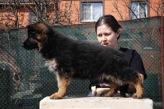 Щенки немецкой овчарки с документами Донецк