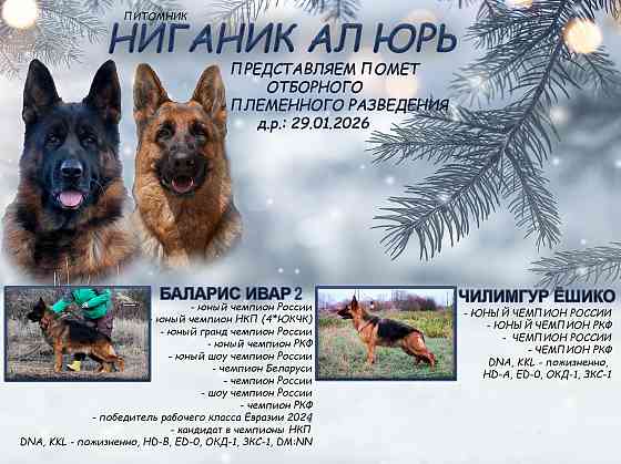 Щенки немецкой овчарки с документами Донецк