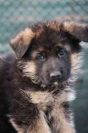 Щенки немецкой овчарки с документами Донецк