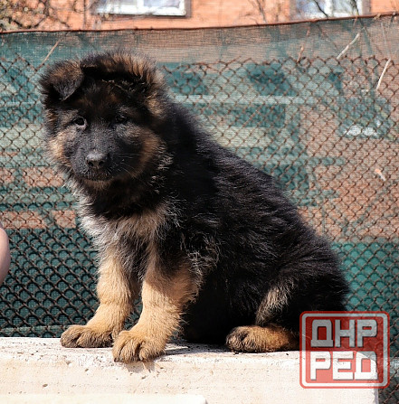 Щенки немецкой овчарки с документами Донецк - изображение 9