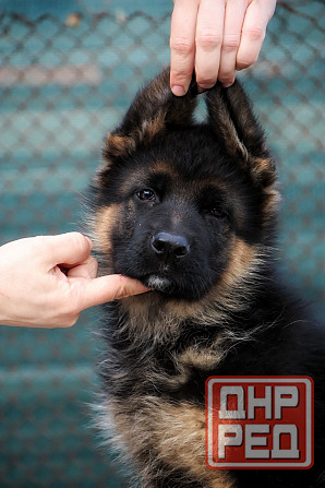 Щенки немецкой овчарки с документами Донецк - изображение 1