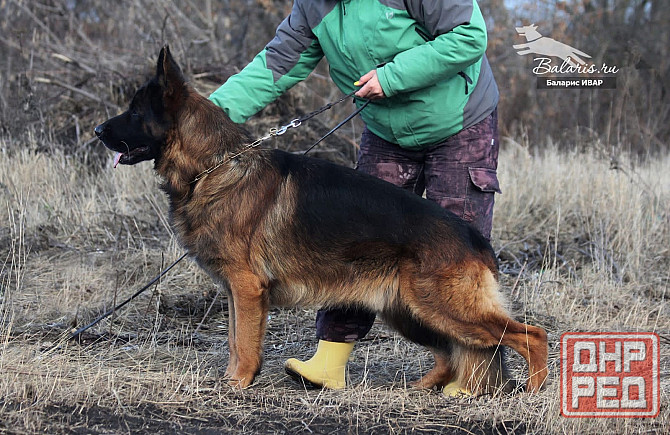 Щенки немецкой овчарки с документами Донецк - изображение 8