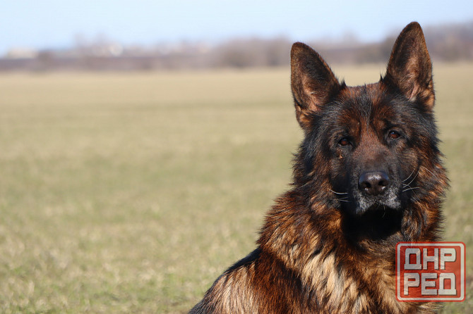 Щенки немецкой овчарки с документами Донецк - изображение 7