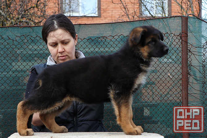 Щенки немецкой овчарки с документами Донецк - изображение 5