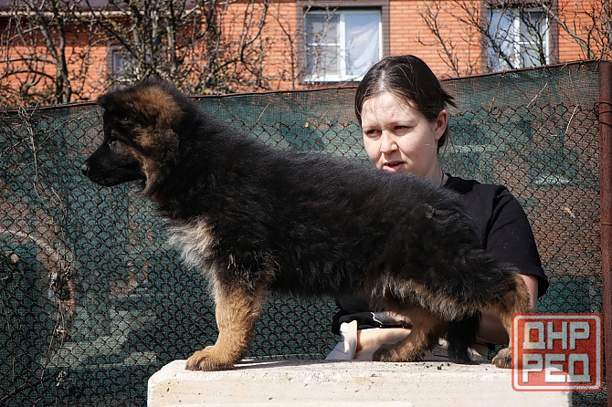 Щенки немецкой овчарки с документами Донецк - изображение 4