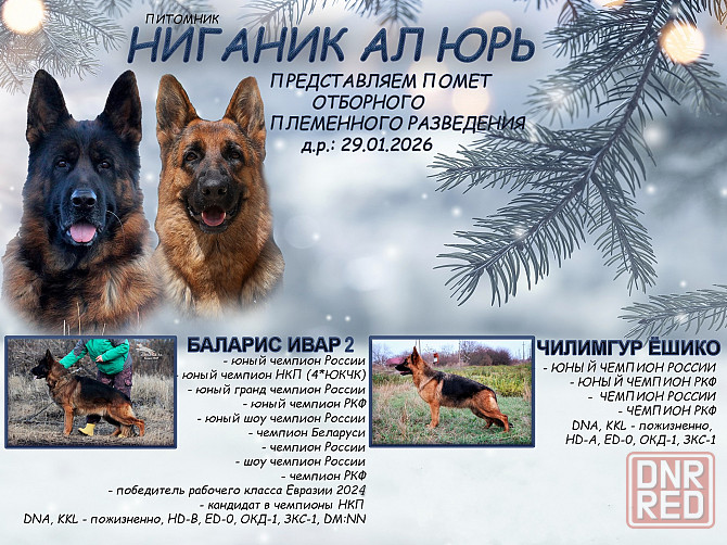 Щенки немецкой овчарки с документами Донецк - изображение 1