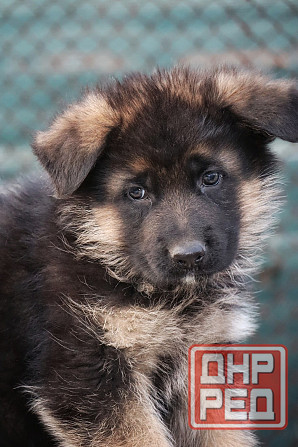 Щенки немецкой овчарки с документами Донецк - изображение 2