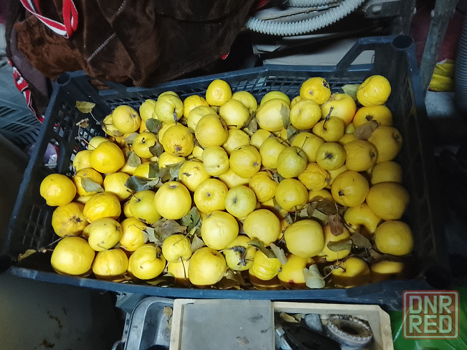 Яблоки Донецк - изображение 1