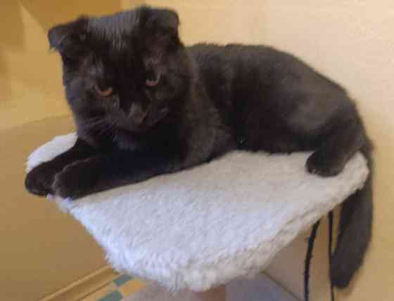 Продам Шотландский вислоухий котёнок 5 месяцев Донецк