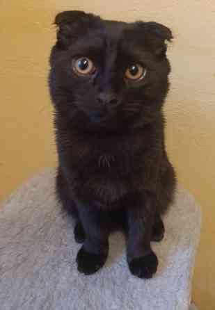 Продам Шотландский вислоухий котёнок 5 месяцев Донецк