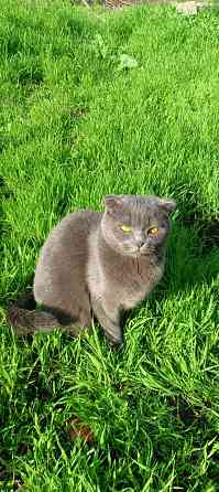 Продам Шотландский вислоухий котёнок 5 месяцев Донецк