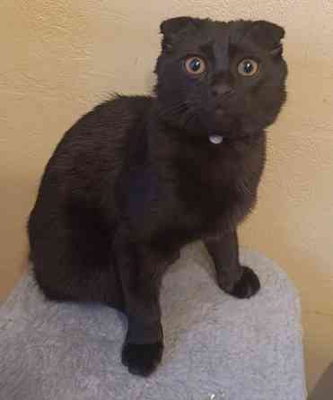 Продам Шотландский вислоухий котёнок 5 месяцев Донецк