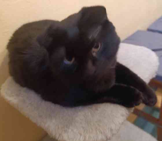 Продам Шотландский вислоухий котёнок 5 месяцев Донецк