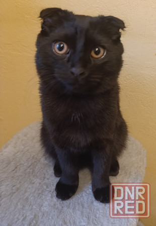 Продам Шотландский вислоухий котёнок 5 месяцев Донецк - изображение 5