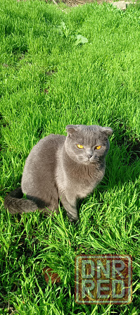 Продам Шотландский вислоухий котёнок 5 месяцев Донецк - изображение 6