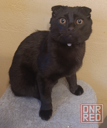 Продам Шотландский вислоухий котёнок 5 месяцев Донецк - изображение 4