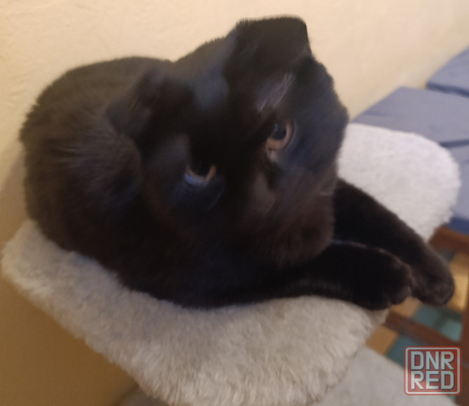 Продам Шотландский вислоухий котёнок 5 месяцев Донецк - изображение 1