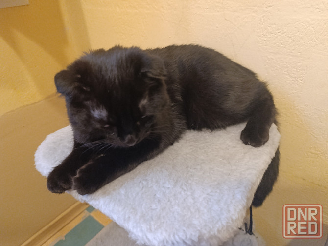 Продам Шотландский вислоухий котёнок 5 месяцев Донецк - изображение 3