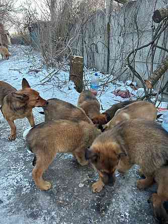 Поиск хозяев Донецк