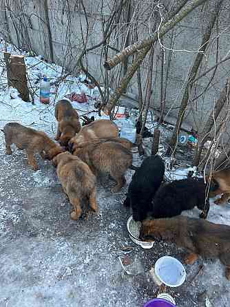 Поиск хозяев Донецк