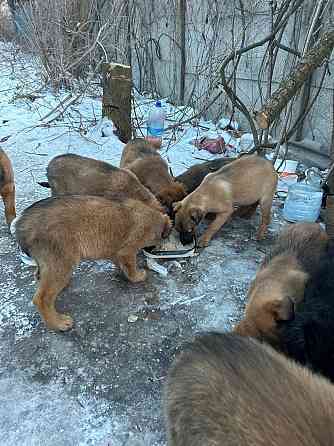 Поиск хозяев Донецк