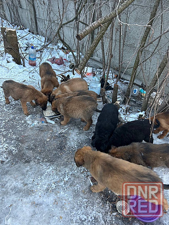 Поиск хозяев Донецк - изображение 1