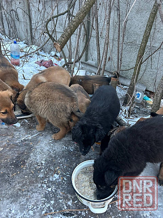 Поиск хозяев Донецк - изображение 3