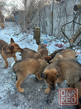 Поиск хозяев Донецк - изображение 4