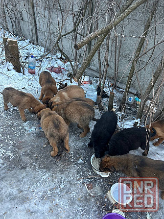 Поиск хозяев Донецк - изображение 2