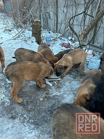 Поиск хозяев Донецк - изображение 5