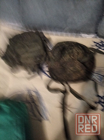 Военная форма и снаряжение . Макеевка - изображение 7