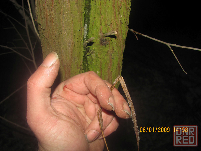 Толик "его" будет расплескался Донецк - изображение 1