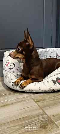 Продам той-терьера Донецк