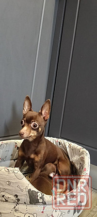 Продам той-терьера Донецк - изображение 2