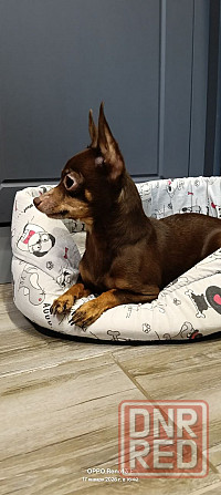 Продам той-терьера Донецк - изображение 3