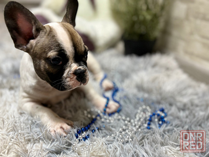 Продам Донецк - изображение 4