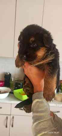 Щенки Немецкой овчарки Мариуполь