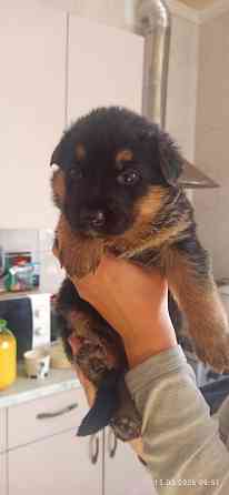 Щенки Немецкой овчарки Мариуполь