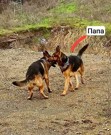 Щенки Немецкой овчарки Мариуполь