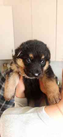 Щенки Немецкой овчарки Мариуполь