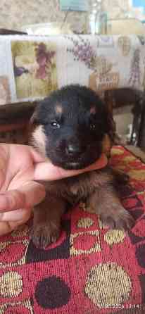 Щенки Немецкой овчарки Мариуполь