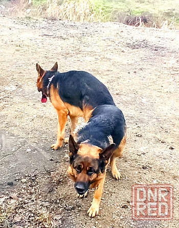 Щенки Немецкой овчарки Мариуполь - изображение 6